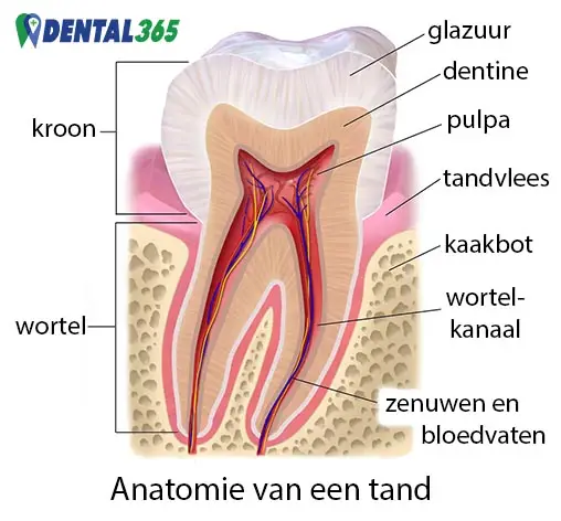 pulpa of tandpulpa - levend weefsel in een tand of kies - anatomie van een tand
